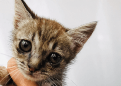 Diese Katzen suchen ein Zuhause | Fellnasen Duisburg